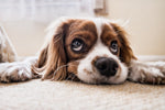 Why does my dog stare at me?