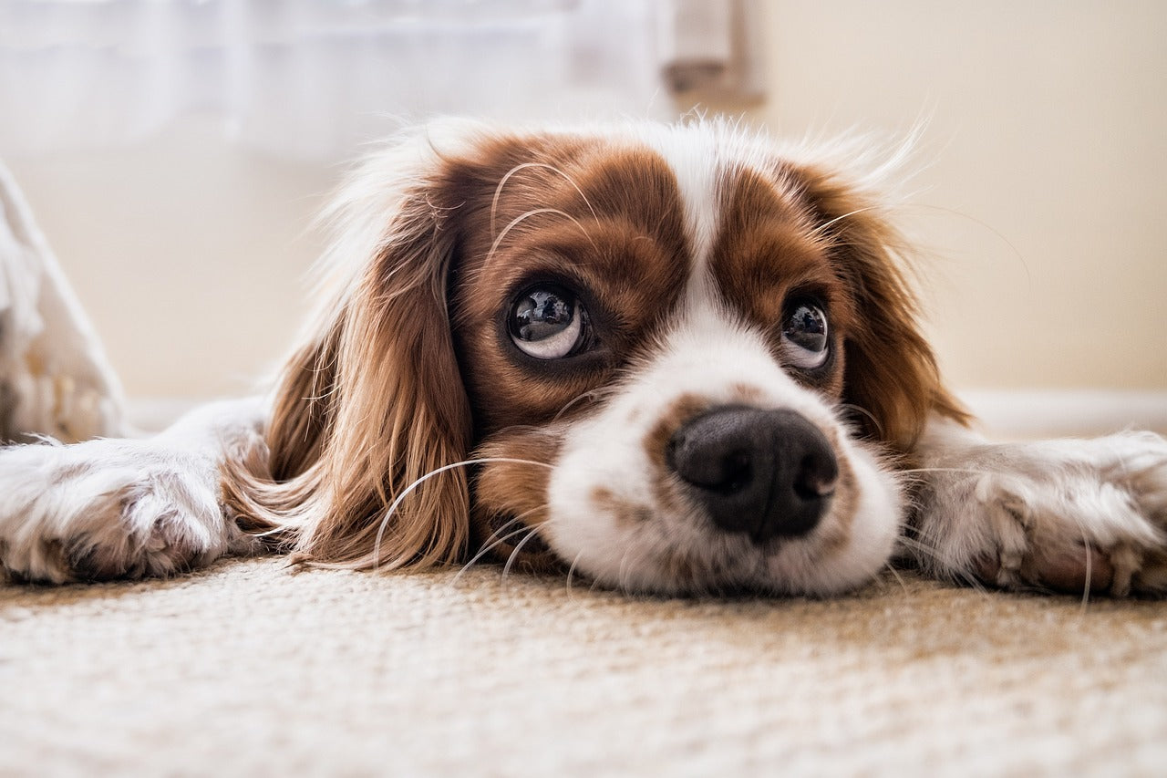 Why does my dog stare at me?
