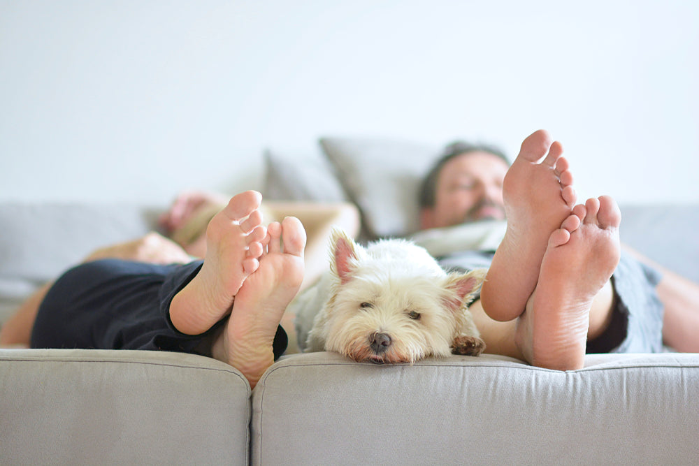 How many hours do dogs sleep?