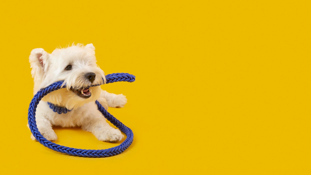Banner image for: <h1>Fresh & Fluffy</h1>