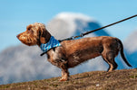 Dog training jobs – what you need to know