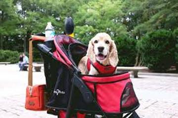 Strollers