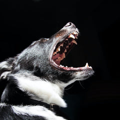 Collection image for: Teeth & Mouth