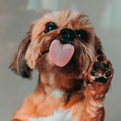 Collection image for: Paws & Noses