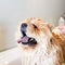 Shampoos & Conditioners
