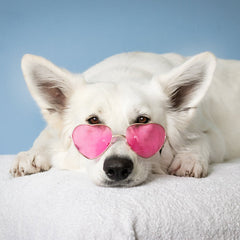 Collection image for: Eyewear