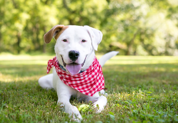 Banner image for: <h1>Every Dog Deserves a Spa Day</h1>