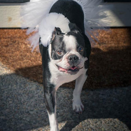 White Bridal Dog Tutu Skirt