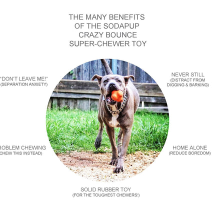 Crazy Bounce Ultra Durable Rubber Chew & Retrieving Toy