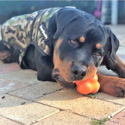 Crazy Bounce Ultra Durable Rubber Chew & Retrieving Toy