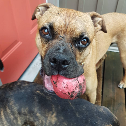Asteroid Ultra Durable Rubber Chew Toy