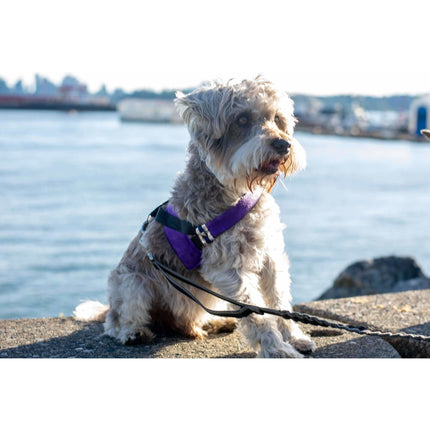 Fenrir Purple Leopard Harness