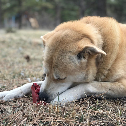 Cherry Pie Ultra Durable Nylon Chew Toy
