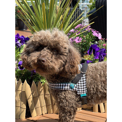 Kerberos Pied De Poule Dog Harness