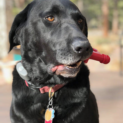 MKB Key to My Heart Ultra Durable Nylon Dog Chew Toy