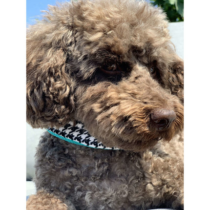 Kerberos Pied De Poule Dog Collar