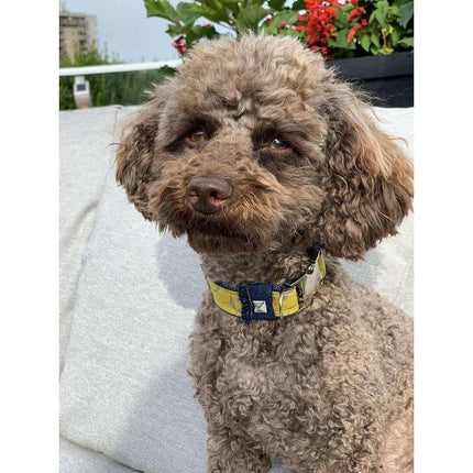 Mustard Honeycomb Frayed Denim Dog Collar