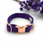 XS / Collar only