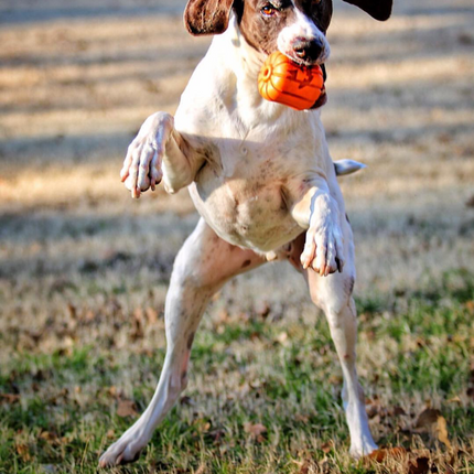MKB Jack O' Lantern Durable Rubber Chew Toy & Treat Dispenser