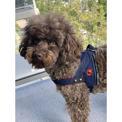 Frayed Denim & Red Harness With Bronze Studs