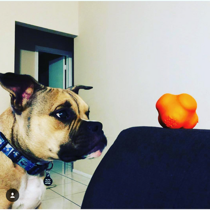 Crazy Bounce Ultra Durable Rubber Chew & Retrieving Toy