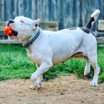 Crazy Bounce Ultra Durable Rubber Chew & Retrieving Toy