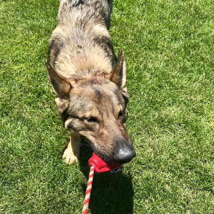 USA-K9 Grenade Durable Rubber Chew Toy & Tug Toy