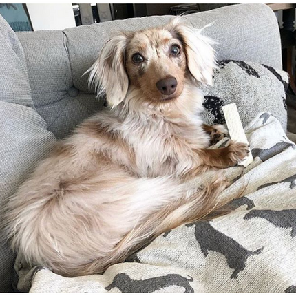 Organic Split Antler Dog Chew Toy