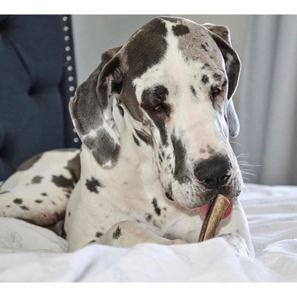 Organic Split Antler Dog Chew Toy