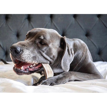 Organic Split Antler Dog Chew Toy