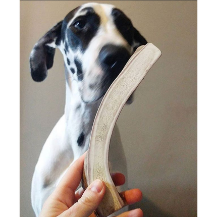 Organic Split Antler Dog Chew Toy