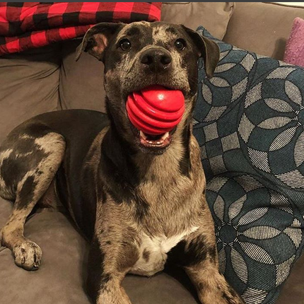 USA-K9 Stars and Stripes Ultra-Durable Rubber Chew Ball