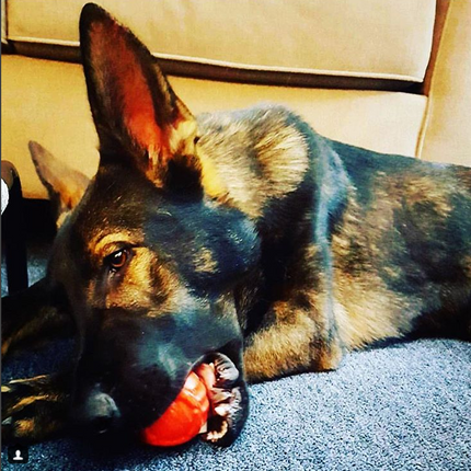 USA-K9 Stars and Stripes Ultra-Durable Rubber Chew Ball