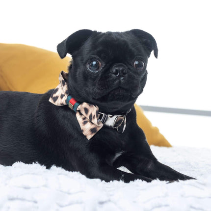 Anubis Leopard Dog Collar