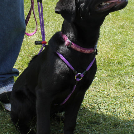 No Pull Training Harness