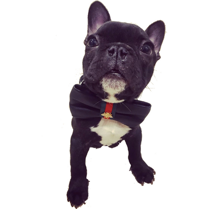 Black Leather Designer Collar, Leash & Bow Tie